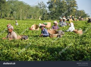 アッサム地方の茶畑で茶摘みをする人々。インド北東部の肥沃な土地で育つ紅茶の収穫風景。